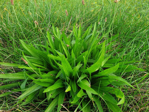 Nahaufnahme Spitzwegerich Pflanze Plantago lanceolata