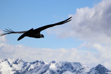 Fototapeta na wymiar Condor flying freely in the sky
