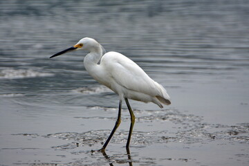 Snowy egret (Egretta thula) by a shallow pond near the beach in Ayampe, Ecuador
