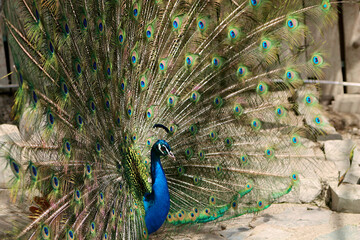 The peacock opened its tail. A close-up of a peacock.