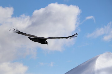 Condor flying freely in the sky