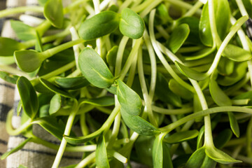 Fototapeta premium Raw Green Organic Sunflower Sprouts