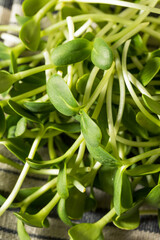 Fototapeta premium Raw Green Organic Sunflower Sprouts