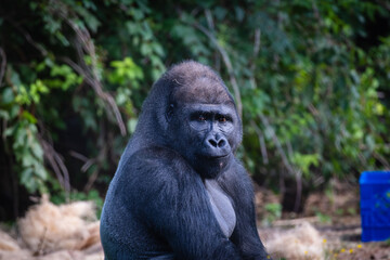 Gorilla in zoo
