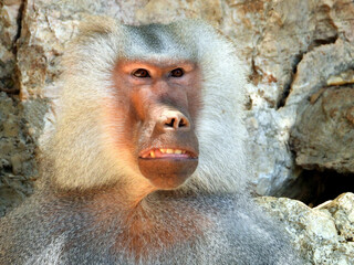 The baboon is making faces, possibly rehearsing the role of Hamlet.