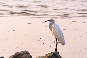 Snowy Egret Wading in shallow edge of lake looking for fish