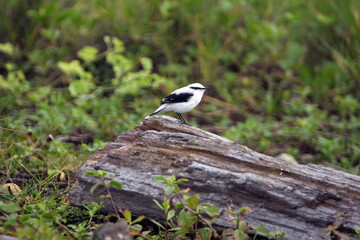 Masked water-tyrant (Fluvicola nengeta) perched on a log in a field in Ayampe, Ecuador