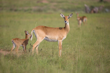 Ugandan kob antelope portrait in its natural environment