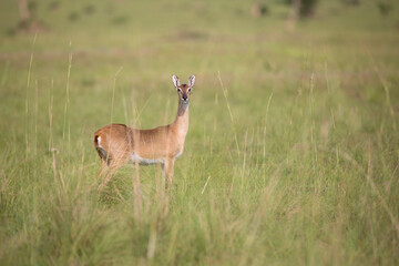Sexual dimorphism in oribi antelope. In the oribi, only bucks grow horns but that is not the case for all antelopes. In gazelles for instance, both male and female have them.