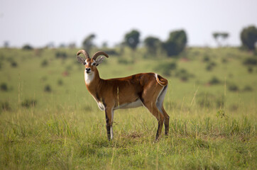 Naklejka na ściany i meble Ugandan kob antelope portrait in its natural environment