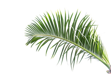 palm tree isolated on white background