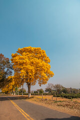 Árvore Ipê Amarelo - Sul de Minas Gerais, Brasil