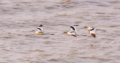 pied avocet Recurvirostra avosetta on food search