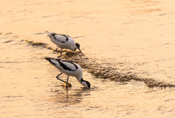 pied avocet Recurvirostra avosetta on food search