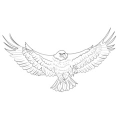 águila volando dibujo fauna salvaje
