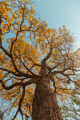 Árvore Ipê Amarelo - Sul de Minas Gerais, Brasil