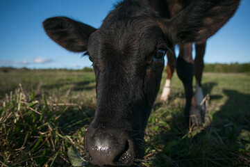 calf, close-up, eating grass.