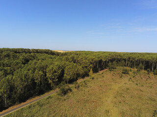 Fototapeta premium Forêt de pins, vue aérienne au Cap Ferret, Gironde