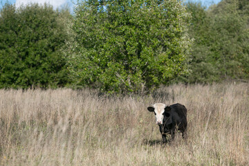 Cow grazing in the field