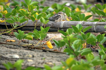Scrub nightjar (Nyctidromus anthonyi) on a log near the beach in Ayampe, Ecuador