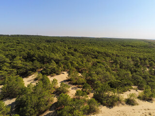 Fototapeta na wymiar Forêt de pins, vue aérienne au Cap Ferret, Gironde
