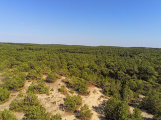 Fototapeta na wymiar Forêt de pins, vue aérienne au Cap Ferret, Gironde