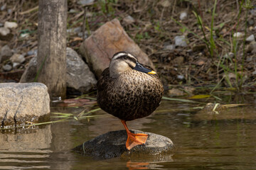 カルガモの片足立ち