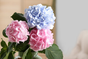 Beautiful hortensia flowers indoors. Space for text