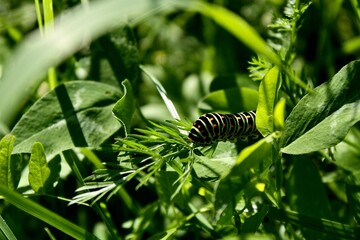 Eine Raupe im hohen Gras.