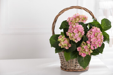 Beautiful blooming pink hortensia in wicker basket on white table indoors. Space for text
