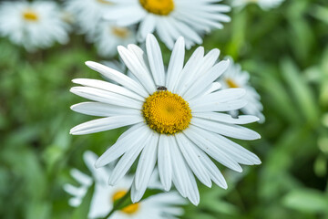 Fototapeta premium daisy flower. Summer 2021