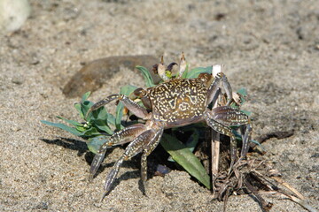Small land crab grazing on a plant on the beach in Ayampe, Ecuador