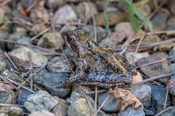 Solitary Frog sitting on some stones. Summer 2021