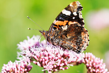 Admiral butterfly on a flower. Insect close up. Vanessa atalanta.