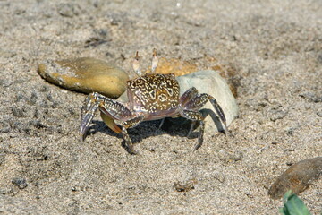 Small land crab on the beach in Ayampe, Ecuador