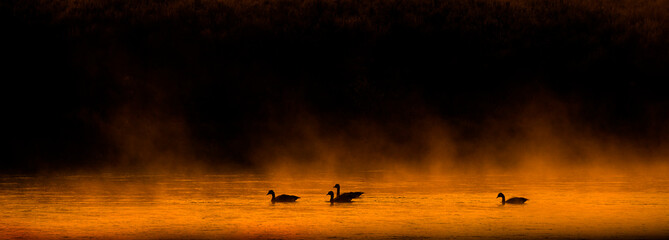 Obraz na płótnie Canvas Several Canadian Geese Swimming in River with Mist or Fog and Trees