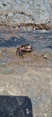 little visitor