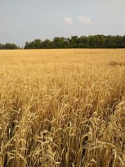 Endless fields of ripe wheat in early autumn.