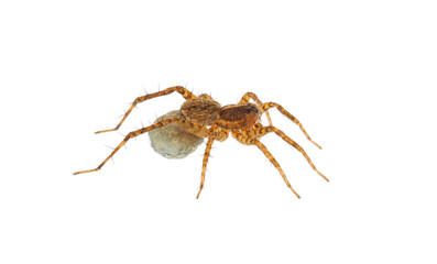 Thinlegged wolf spider with egg sac isolated on white background, Pardosa sp.