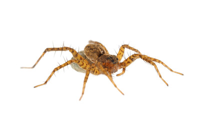 Thinlegged wolf spider with egg sac isolated on white background, Pardosa sp.