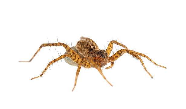 Thinlegged wolf spider with egg sac isolated on white background, Pardosa sp.
