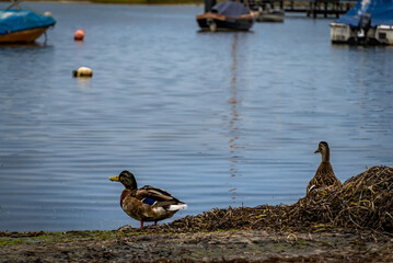 ducks at the lake