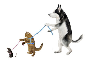 A dog husky keeps on a leash his beige cat which keeps his black rat on a leash. White background....
