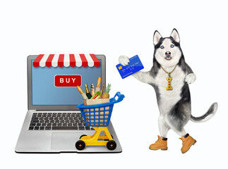 A dog husky with a credit card orders food online using a computer. White background. Isolated. - 456759735