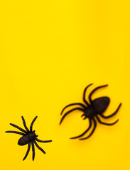 Flat lay levitation of two black horror spiders of different sizes directions on yellow backdrop with copy space. Halloween decoration spooky background concept for holidays.