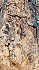 Texture of a dry old tree trunk eaten out by termites