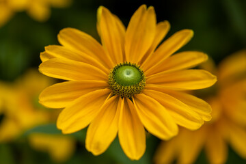 Beautiful flowers in a public park in Frankfurt, Hesse at a sunny day in summer.