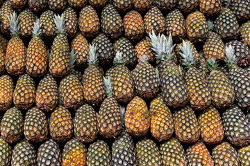 Pineapples - Ananas comosus