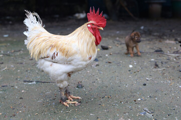 White Betong Chickken is stay in asia farm garden after rainny day