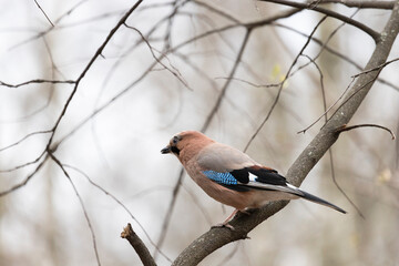 A jay sits on a tree branch. Close-up